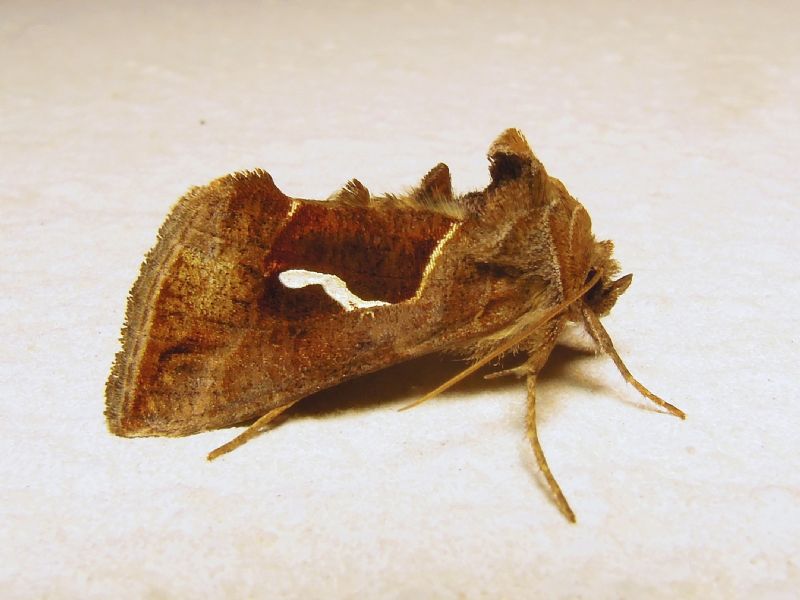 Macdunnoughia confusa (Noctuidae - Plusiinae)